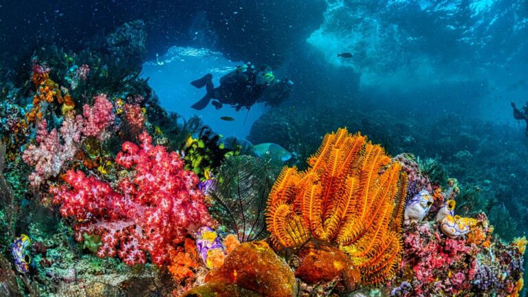 National Coral Reef Research Institute to be established in Andaman and Nicobar.