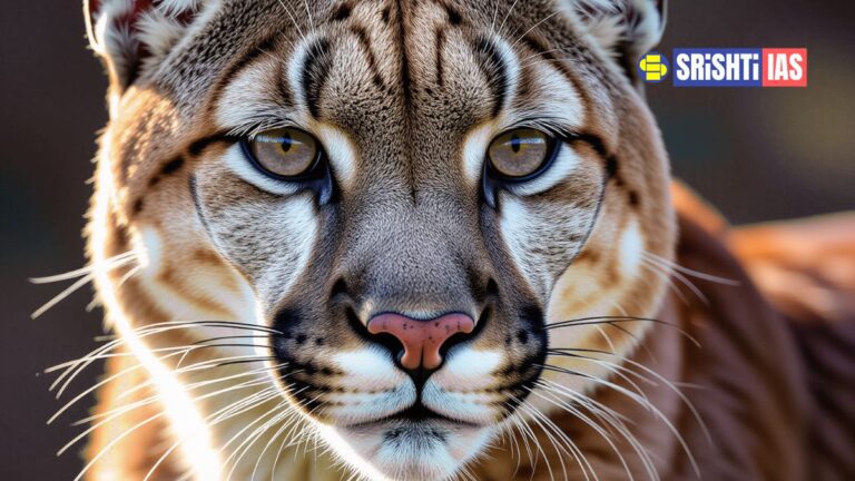 International Big Cat Alliance focusing on global conservation of seven major big cat species, headquartered in New Delhi.