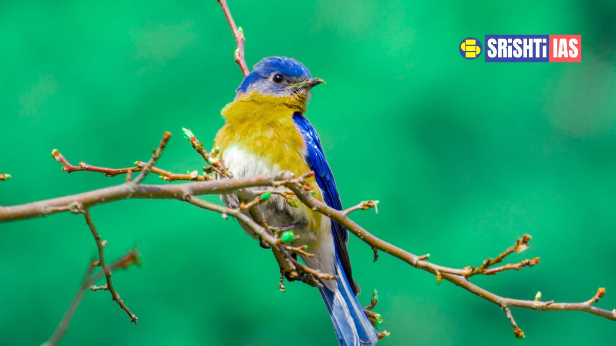 Parvati–Arga Bird Sanctuary