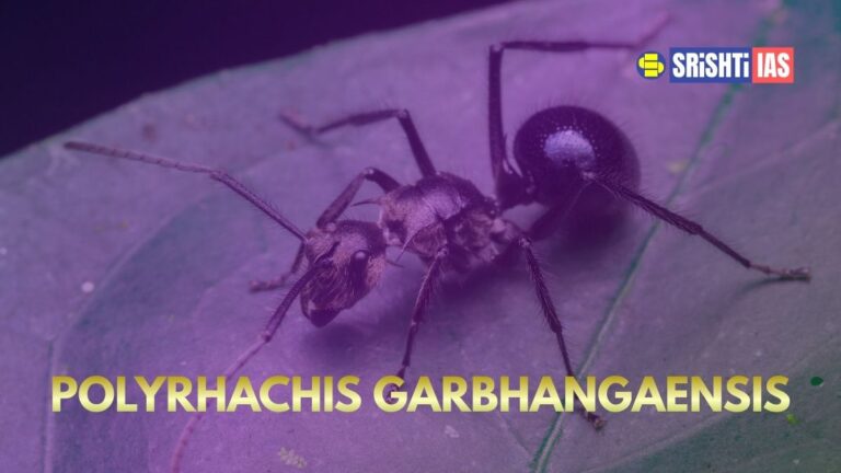 Polyrhachis garbhangaensis ant discovered in Garbhanga Reserve Forest near Guwahati