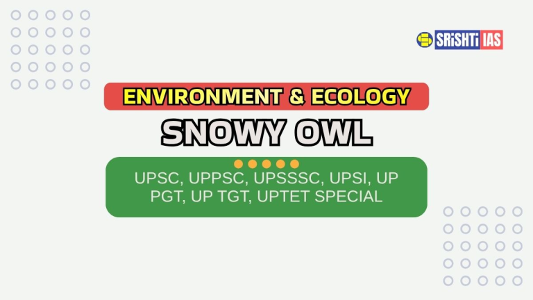 Snowy Owl