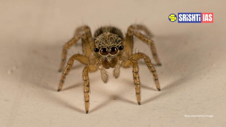 Ballista Spider Discovered in Australia: New Cobweb Spider Species Uses Spring-Loaded Silk Trap
