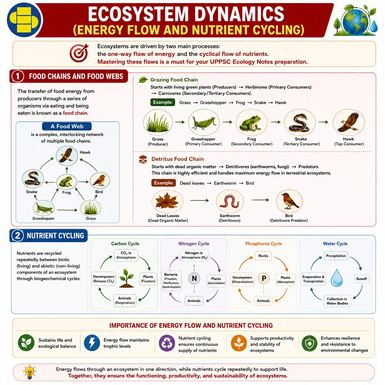 Food Chain, Food Web and nutrient recycling