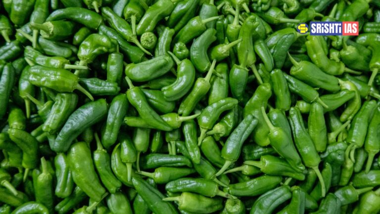 KAU Thejaswini greeen chilli