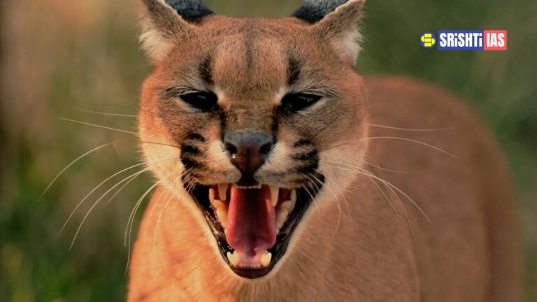 Rare Caracal Sighted in Kuno National Park
