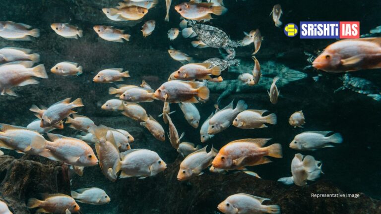 State of World Fisheries and Aquaculture (SOFIA) Report 2026