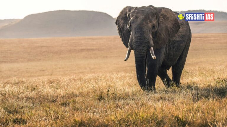 Wildlife Crime Management System