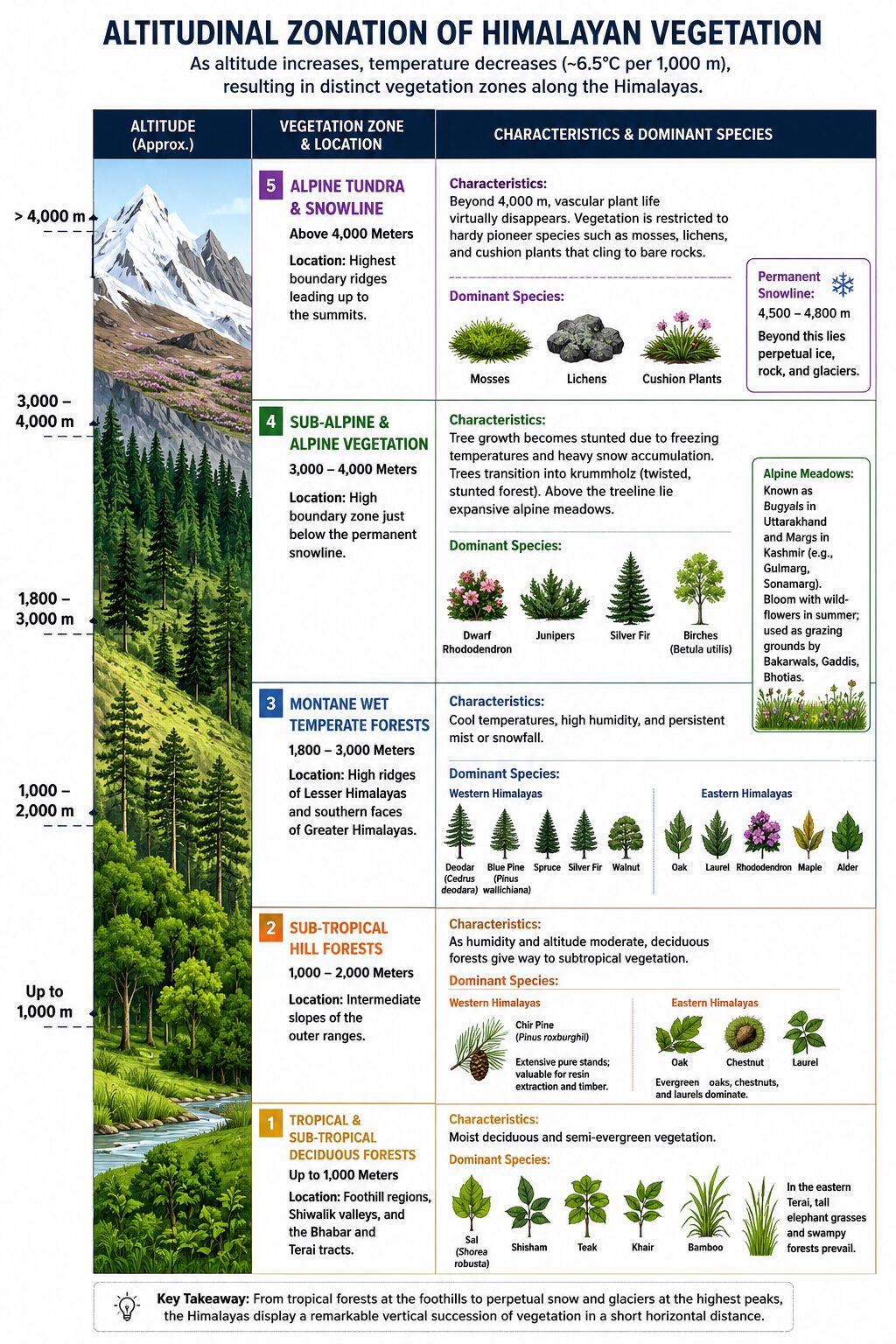 Altitudinal Zonation of Himalayan Vegetation