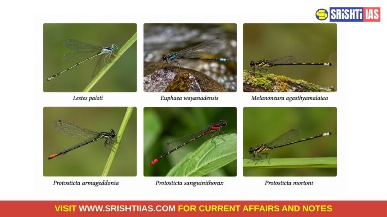 Damselfly species discovered in Westernghats, kerala
