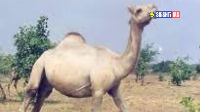 Malvi Camel: Features, Habitat, Conservation