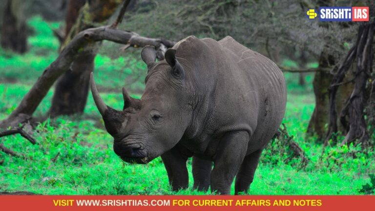 Rhino Population in Dudhwa Tiger Reserve Rises to 53 in 2026 Census