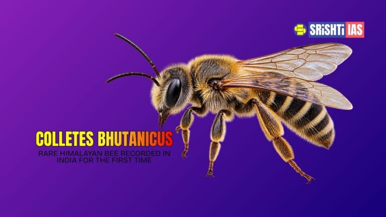Colletes bhutanicus