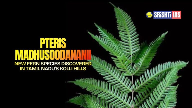 New Fern Species Discovered in Tamil Nadu's Kolli Hills