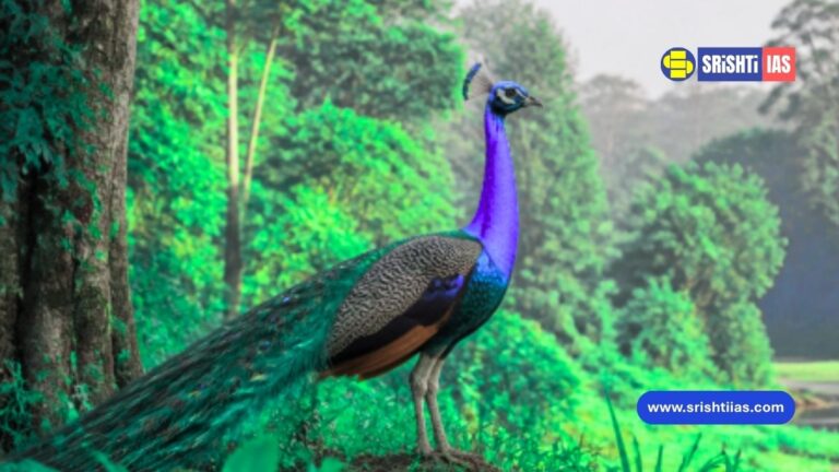 Indian Peafowl Orang National Park